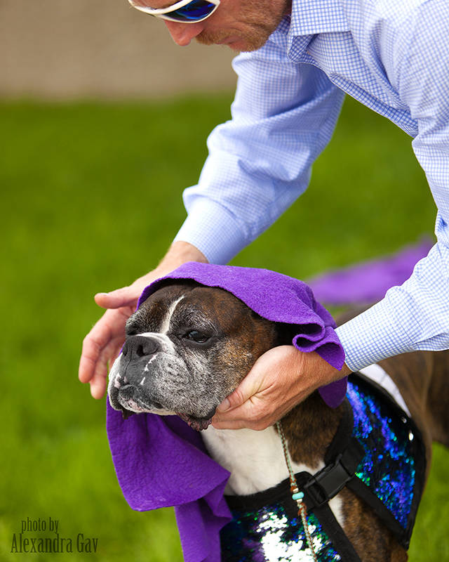 Show Dog Photography